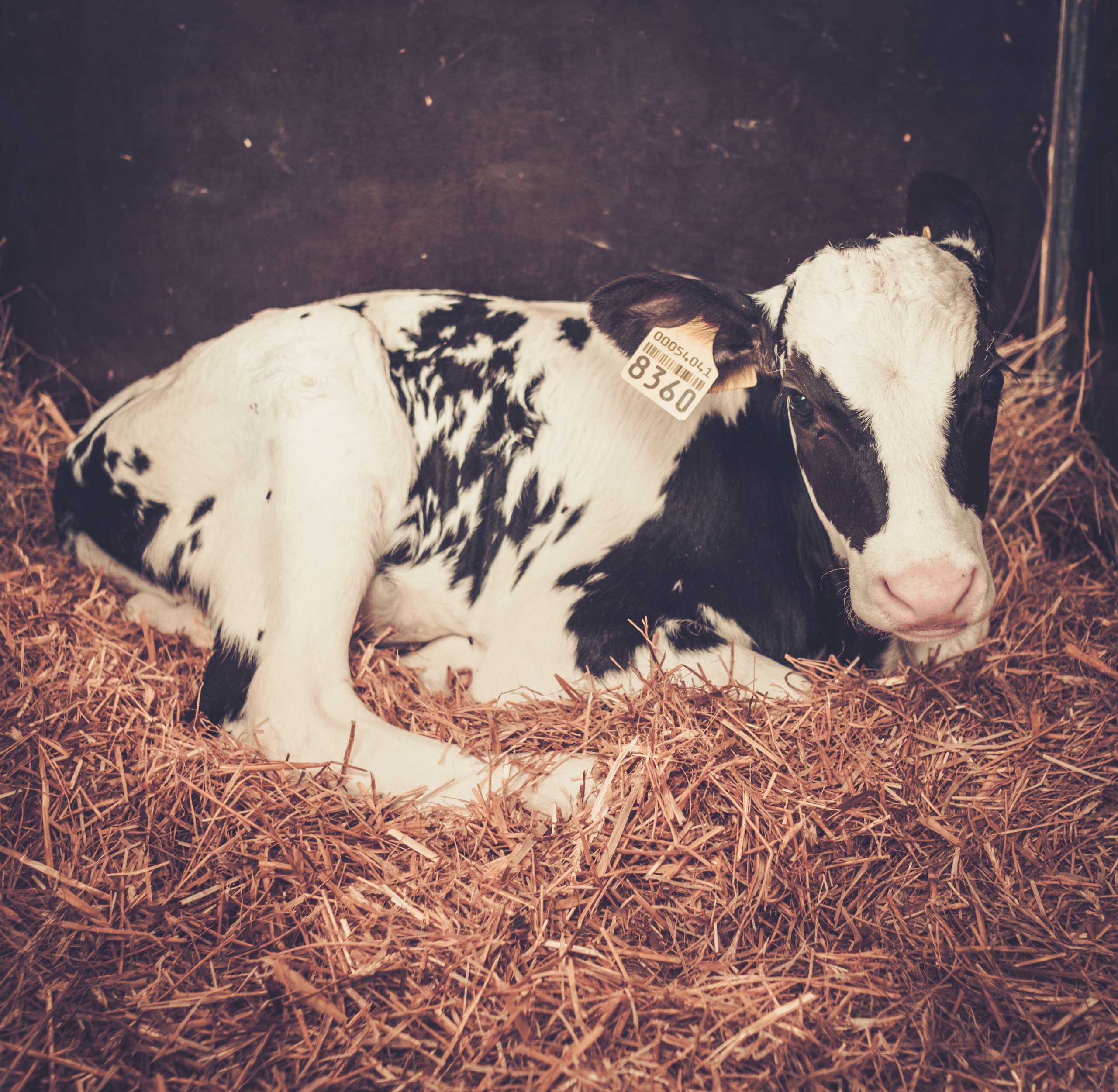 Friesian Calf lying on straw